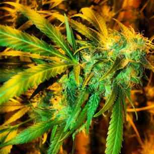 Ripper Haze